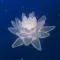 Water Lily