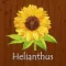トータルボディケアサロンHelianthus