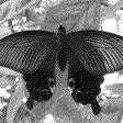 MoNo - convert to binary image