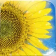 Hima chan/ A story of a sunflower in Kadonowaki