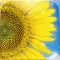 Hima chan/ A story of a sunflower in Kadonowaki