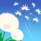 Carry a Dandelion
