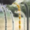Garden Eel Pet