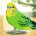 Parakeet Pet