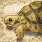 Tortoise Pet