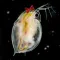 MIZINCO GIRL: POWERS OF DAPHNIA