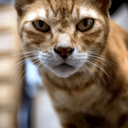 straycat.wisdom straycat.wisdom