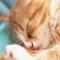 ねこライブ - 猫専用！写真,動画,ライブ配信アプリ