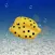 Boxfish simulation game