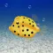 Boxfish simulation game