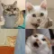 Broken Cats stickers