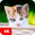 Kitten Wallpapers 4K
