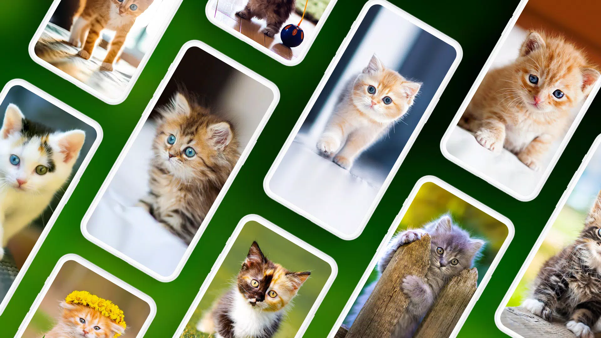 Kitten Wallpapers 4K Screenshots