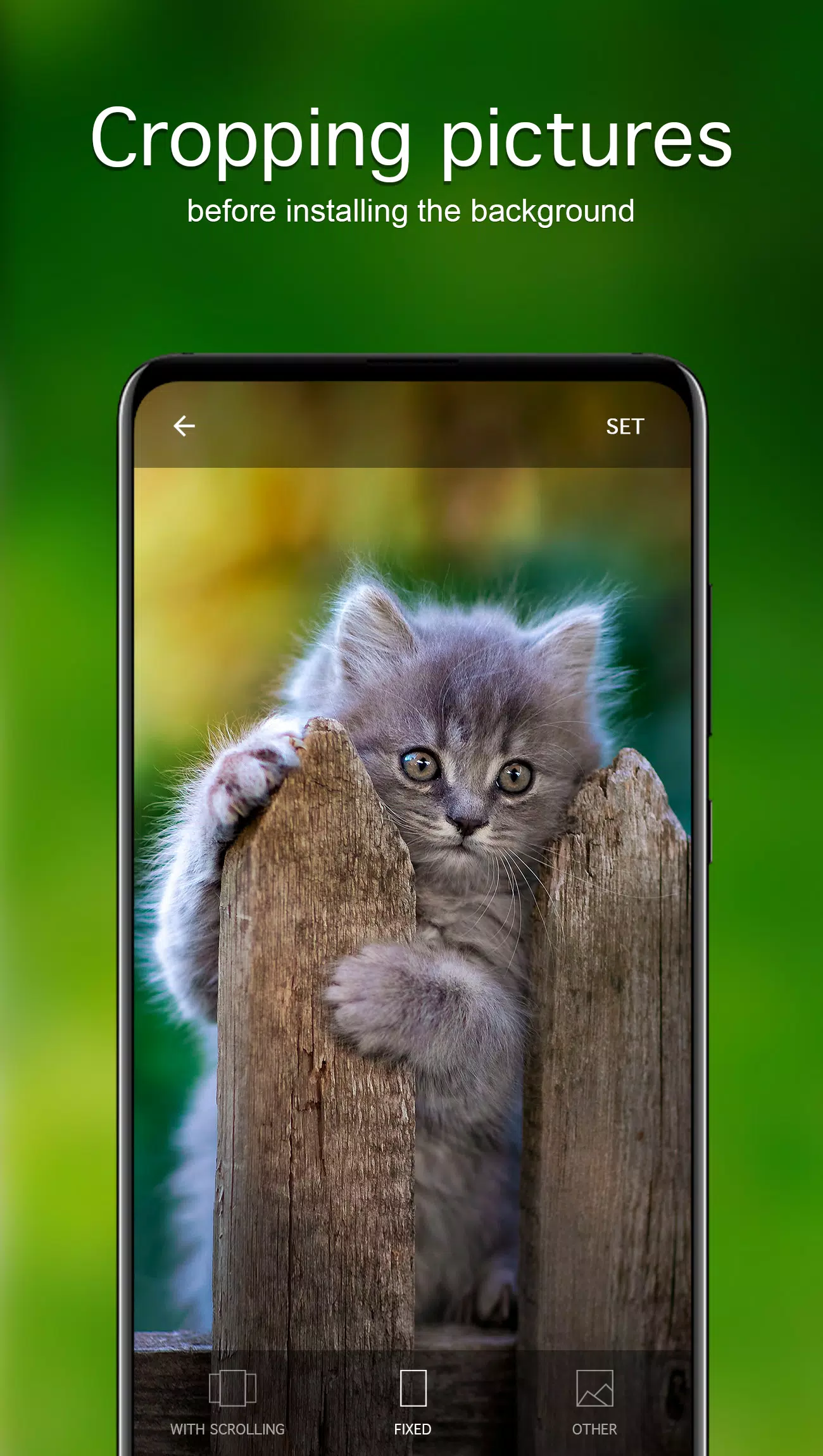Kitten Wallpapers 4K Screenshots