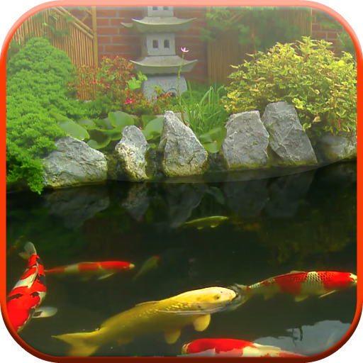 Koi Pond Video Live Wallpaper