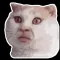Meme cat emotion