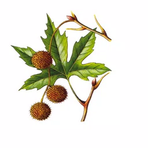 Aromatic Plants Of Greece Aromatic Plants Of Greece