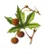 Aromatic Plants Of Greece