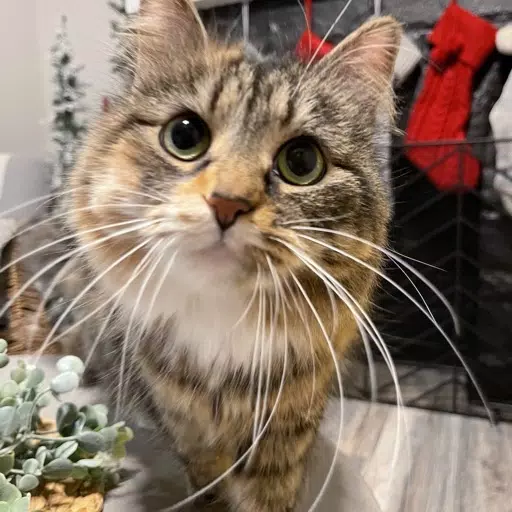 Cat Breed Classifier