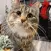 Cat Breed Classifier