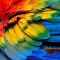 Video color adjust