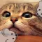 Mouse for Cat
