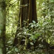 Uganda Trees