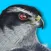 iBird Plus Guide to Birds