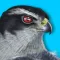 iBird Plus Guide to Birds