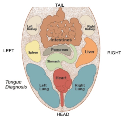 Tongue Diagnosis Tongue Diagnosis