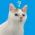 Escape Game Cat's Perspective!