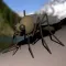 mosQUITo - quit mosquitos
