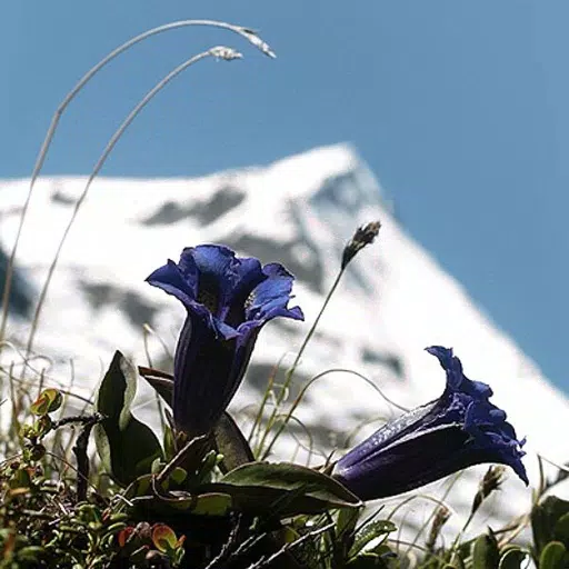 The colorful world of alpine flowers The colorful world of alpine flowers