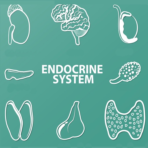Endocrine System Quizzes Endocrine System Quizzes