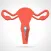 The Female Reproductive System
