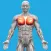 Muscle System Anatomy