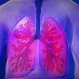 Respiratory System Anatomy