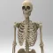 Skeletal System Anatomy