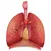 Respiratory System Flashcards