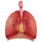Respiratory System Flashcards
