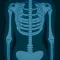 Skeletal System Flashcards
