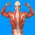 Human Muscular System Quiz