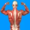 Human Muscular System Quiz