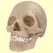 Human Skeletal System Trivia