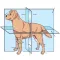 Veterinary Anatomy Quizzes