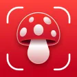 Mushroom Identifier: Fungi