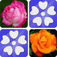 Pairs Flowers Pairs Flowers