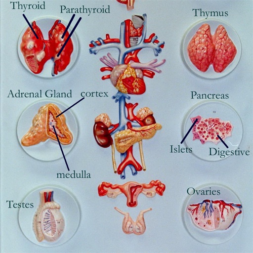 Anatomy : Endocrine System Anatomy : Endocrine System