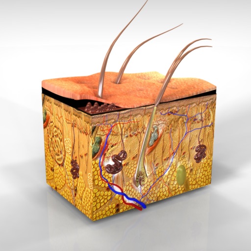 Anatomy : Integumentary System Anatomy : Integumentary System