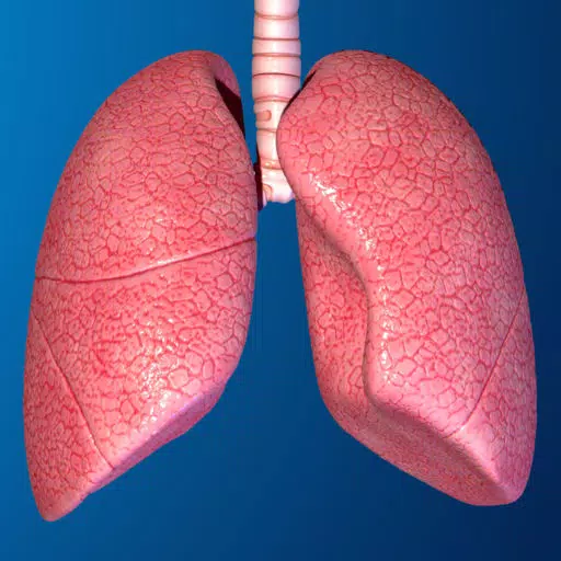 Human Body Parts : Lungs Quiz Human Body Parts : Lungs Quiz